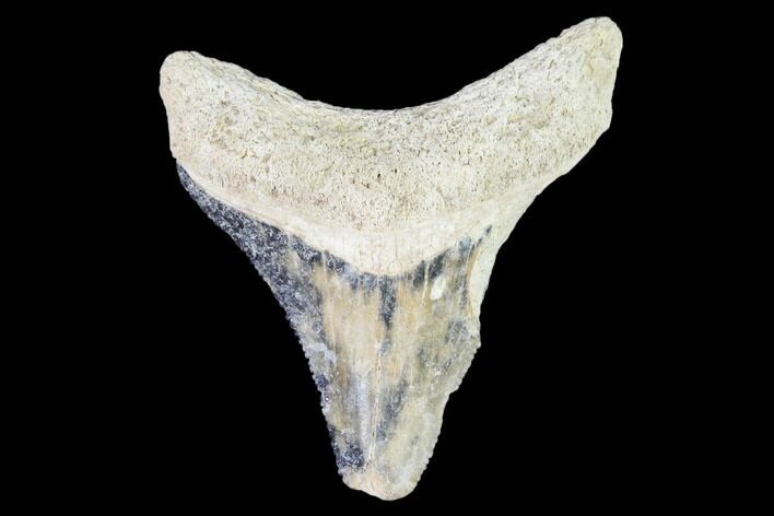 Bargain, Fossil Megalodon Tooth - Florida #108377